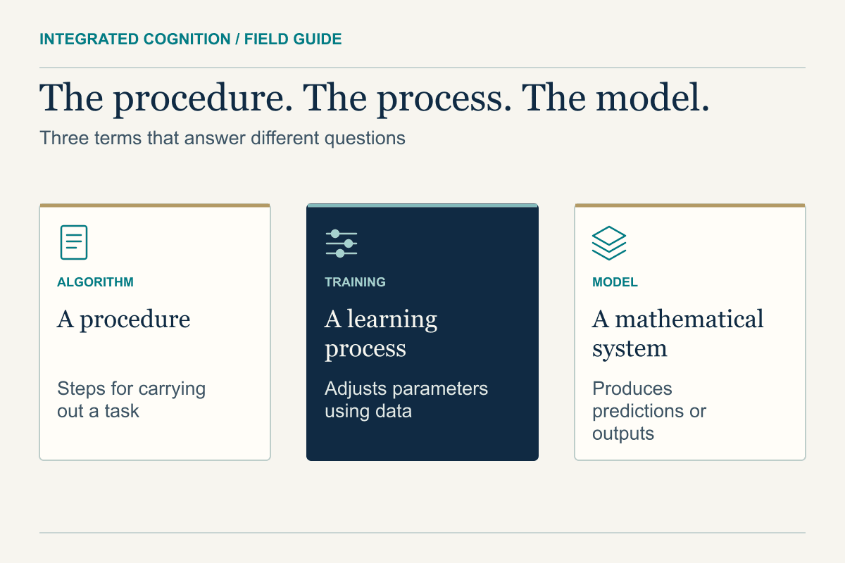 An algorithm is a procedure, training is a process that adjusts parameters using data, and a model is a mathematical system that produces outputs.